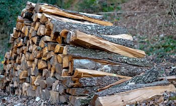 Holzdiebe am Werk in Oberleutersdorf