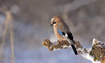 Winterwetter verursacht Unfälle und Lkw-Blockaden im Vogtlandkreis und Zwickau