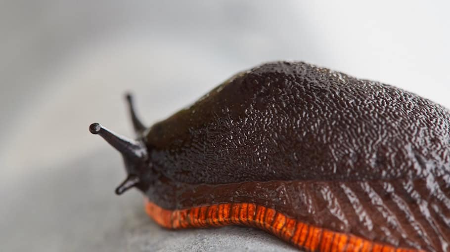 Zeugen gesucht nach körperlicher Auseinandersetzung in Plauen