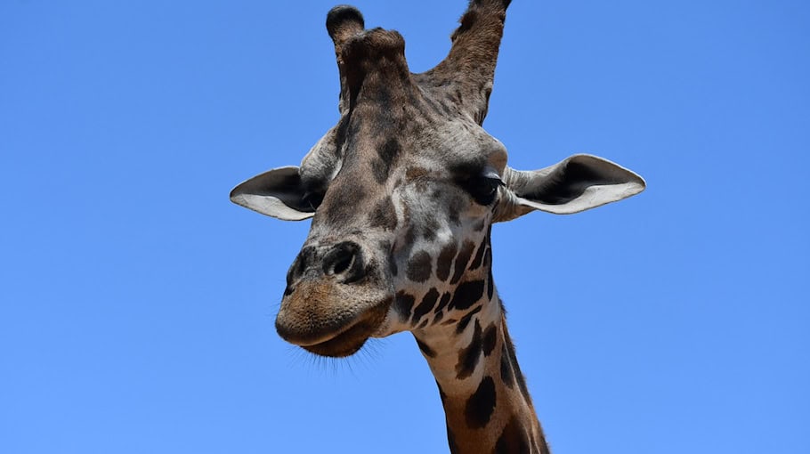 Drogenfahrt und Durchsuchung in Dresden-Gorbitz
