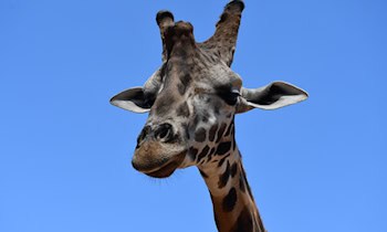 Drogenfahrt und Durchsuchung in Dresden-Gorbitz