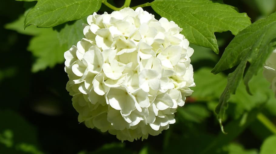 Schneeballschlacht am Connewitzer Kreuz