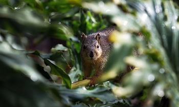 Wildunfall in Zeithain verursacht 20.000 Euro Schaden