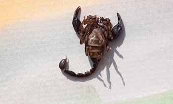 Mann greift Rettungskräfte in Graupa an