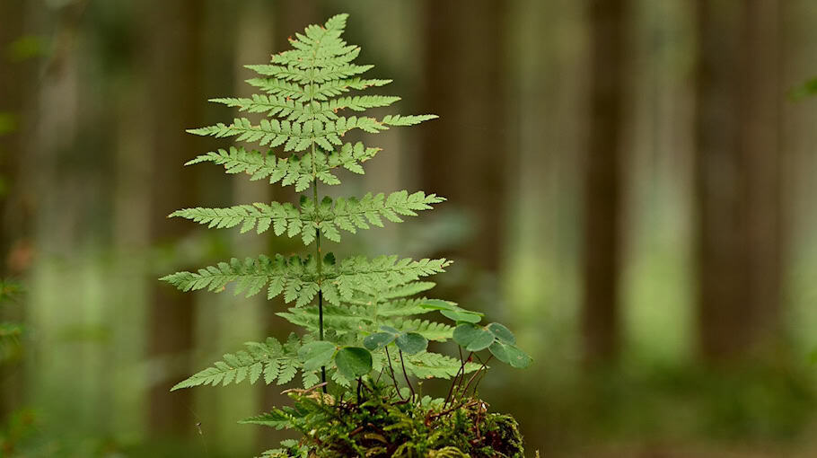 Unbekannte sägen Bäume in Crimmitschau an