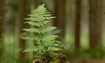 Unbekannte sägen Bäume in Crimmitschau an