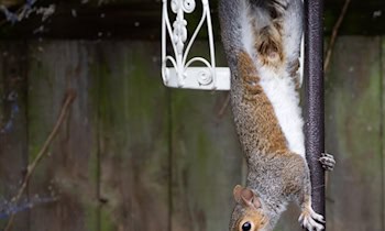 Dreister Dieb in Kamenz – Zeugen gesucht
