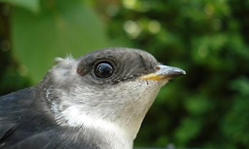 Simson Schwalbe aus Keller entwendet – Ergänzungsmeldung