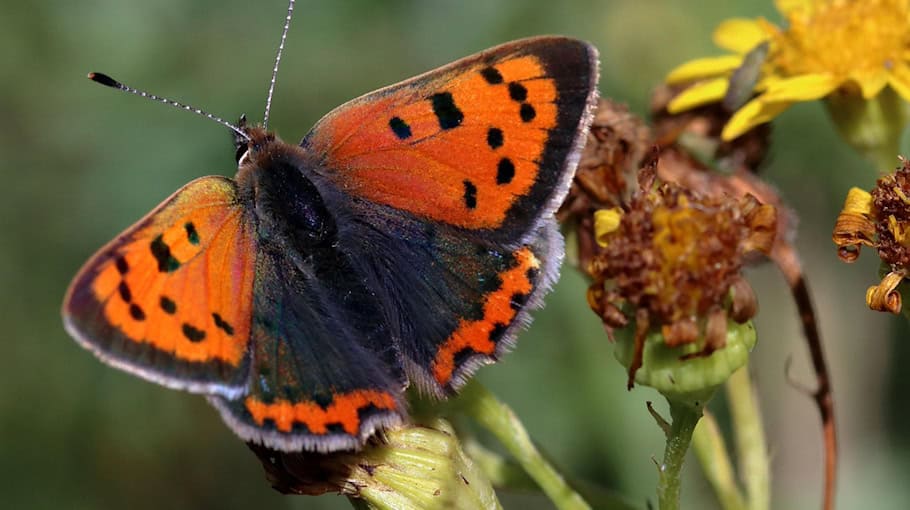 Mutmaßlicher Buntmetalldieb in Radebeul gestellt