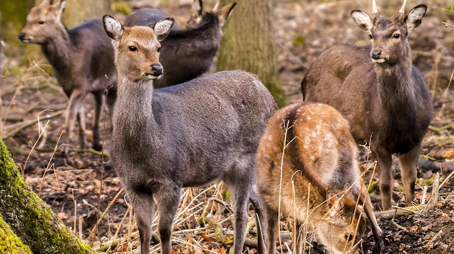 Rehwild verursacht Unfall auf der B94 bei Lengenfeld
