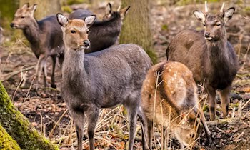 Rehwild verursacht Unfall auf der B94 bei Lengenfeld
