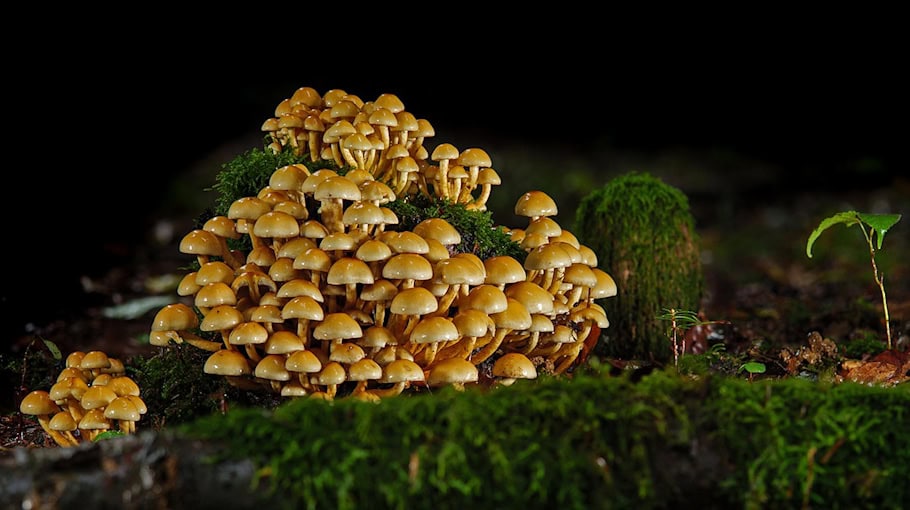 Unbefugte fällen Eberesche am Schreiters Weg in Crimmitschau