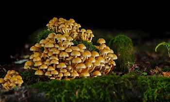 Unbefugte fällen Eberesche am Schreiters Weg in Crimmitschau