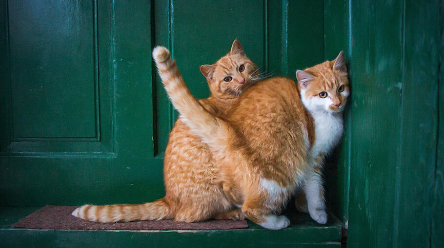 Hauseingangstür in Glauchau beschädigt