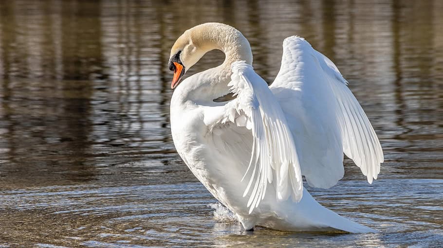 Hartnäckiger Schwan blockiert Teichstraße