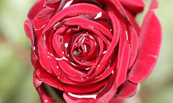 Online-Kleinanzeige: Betrug beim Teddy-Verkauf