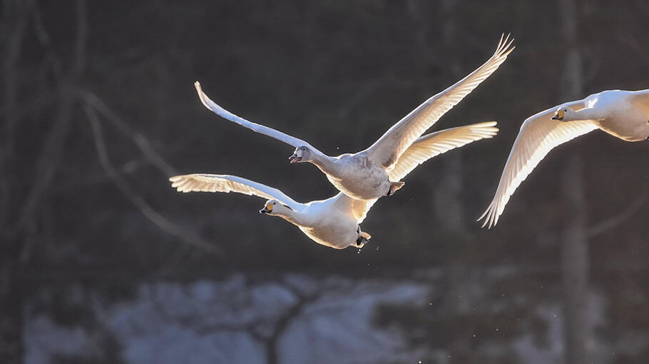 Tierische Behinderung: Aggressiver Schwan an Kreuzung
