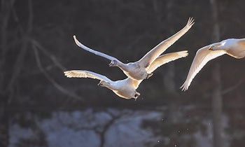Tierische Behinderung: Aggressiver Schwan an Kreuzung