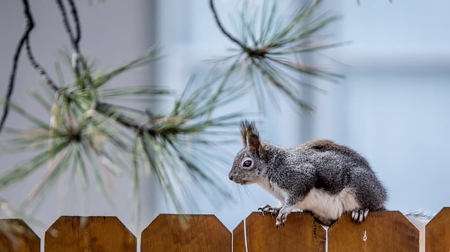 Sichtschutzzaun in Marienthal gestohlen
