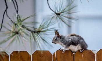 Sichtschutzzaun in Marienthal gestohlen