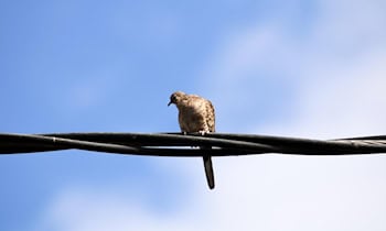 Stromkabel gestohlen in Dresden-Albertstadt