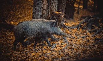 Mercedes kollidiert mit Wildschwein auf B96