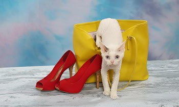 Geldbörsendiebstahl auf Parkplatz in Dresden-Gorbitz