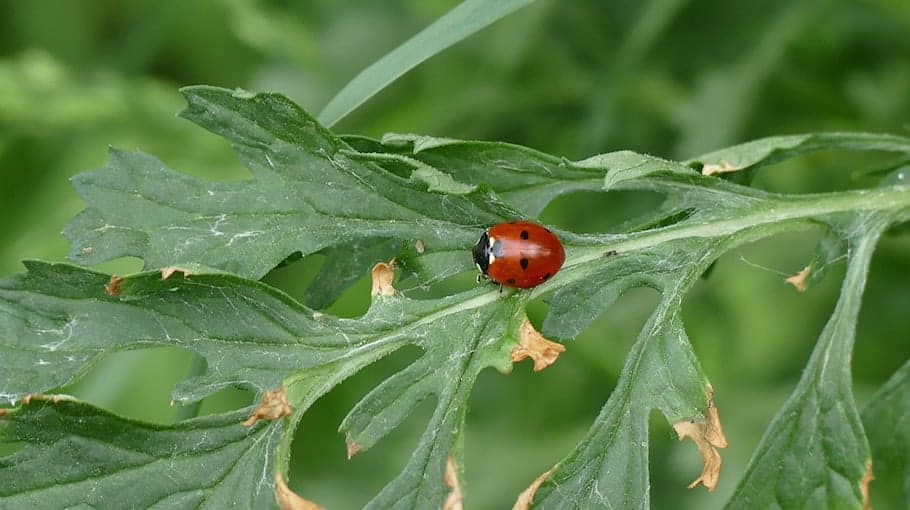 Fahrer ohne Führerschein und unter Drogeneinfluss in Kosel gestoppt