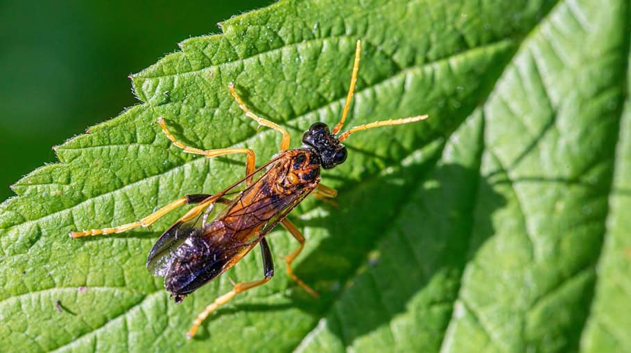 13-Jähriger in OT Zentrum beraubt – Ermittlungen laufen