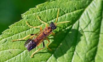 13-Jähriger in OT Zentrum beraubt – Ermittlungen laufen
