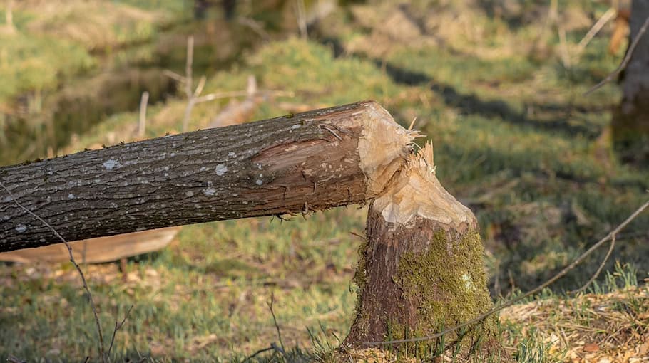 Holzdiebstahl in Priestewitz: Ermittlungen laufen