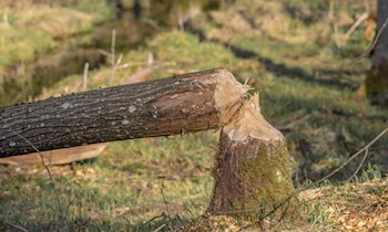 Holzdiebstahl in Priestewitz: Ermittlungen laufen