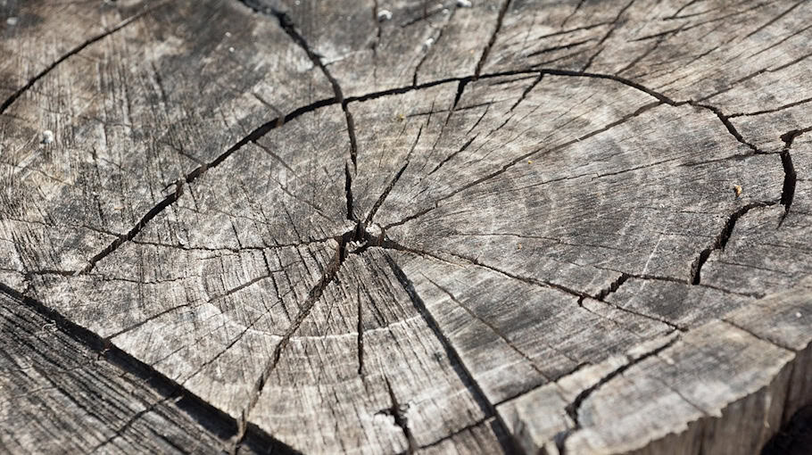 Bäume in Naturschutzgebiet bei Dorfhain gefällt und gestohlen