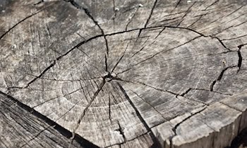 Bäume in Naturschutzgebiet bei Dorfhain gefällt und gestohlen