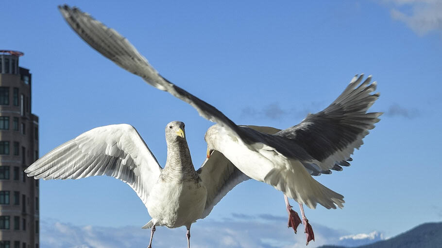 Zeugenaufruf nach Körperverletzung in Zwickau