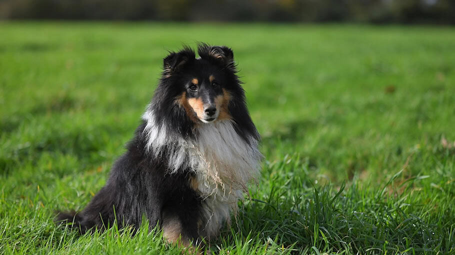 Blinder Passagier: Fundhund Granda an der Görlitzer Stadtbrücke