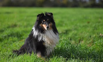 Blinder Passagier: Fundhund Granda an der Görlitzer Stadtbrücke
