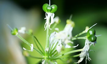 Gewerbsmäßiger Bärlauchdiebstahl in Leipzig und Böhlen