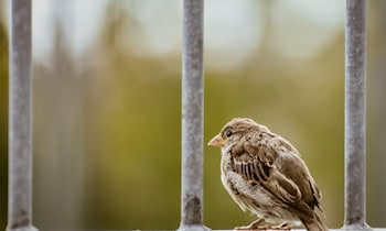 Versuchter Diebstahl von Metalllegierung in Gröditz
