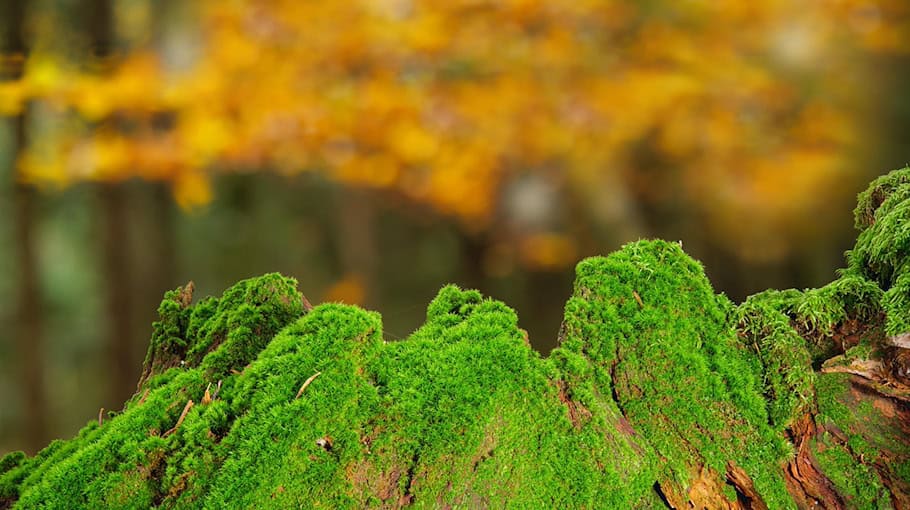 Baumstamm am Mühlgrabenweg in Brand gesetzt