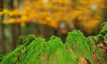 Baumstamm am Mühlgrabenweg in Brand gesetzt