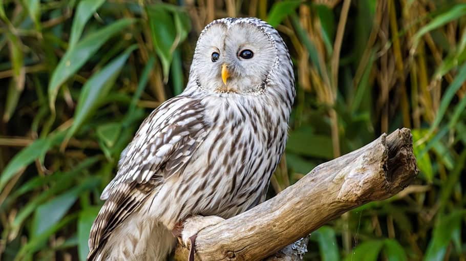 Greifvogel löst Unfall bei Willitzgrün aus