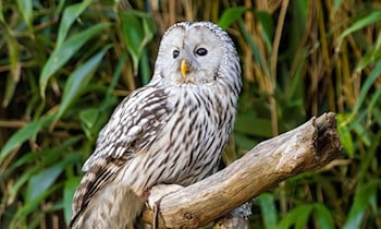 Greifvogel löst Unfall bei Willitzgrün aus