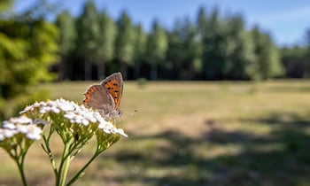 Kupferfallrohre in Schwarzenberg gestohlen