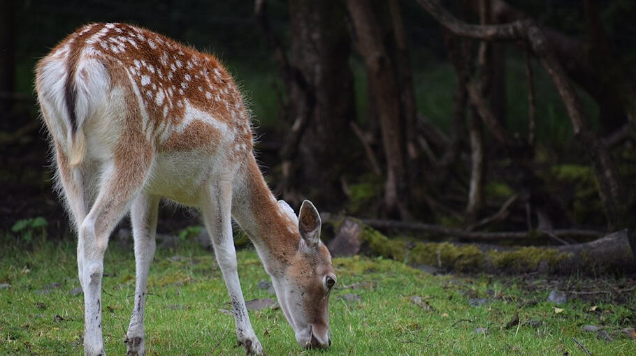 LKA durchsucht Wohnung nach Bedrohung in Torgau