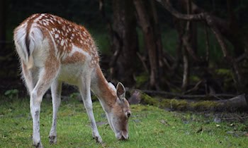 LKA durchsucht Wohnung nach Bedrohung in Torgau