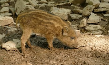 Durchsuchungsmaßnahmen in Görlitz wegen Automatenbeschlagnahme