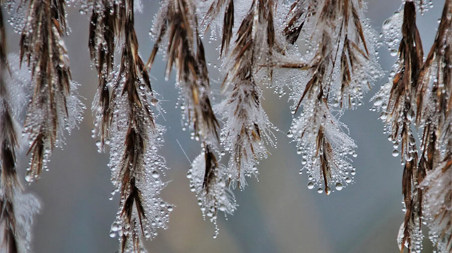 Nebelscheinwerfer von Audi A7 gestohlen in Dresden-Trachau