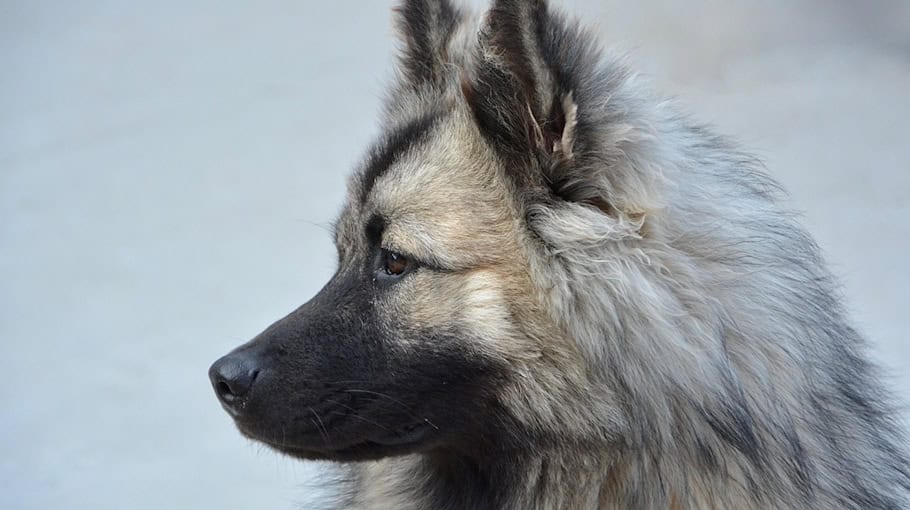 Gefundene Hündin in Cunewalde Siedlungsweg
