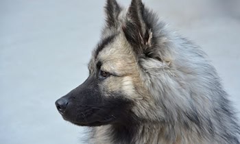 Gefundene Hündin in Cunewalde Siedlungsweg